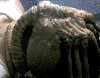 [FACE HUGGER]