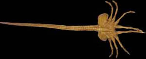Facehugger disteso