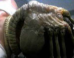 Facehugger attaccato alla testa di un uomo